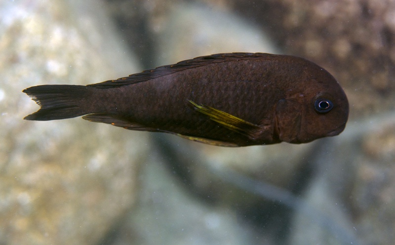 Tropheus sp. 'kipili' Mwila Island